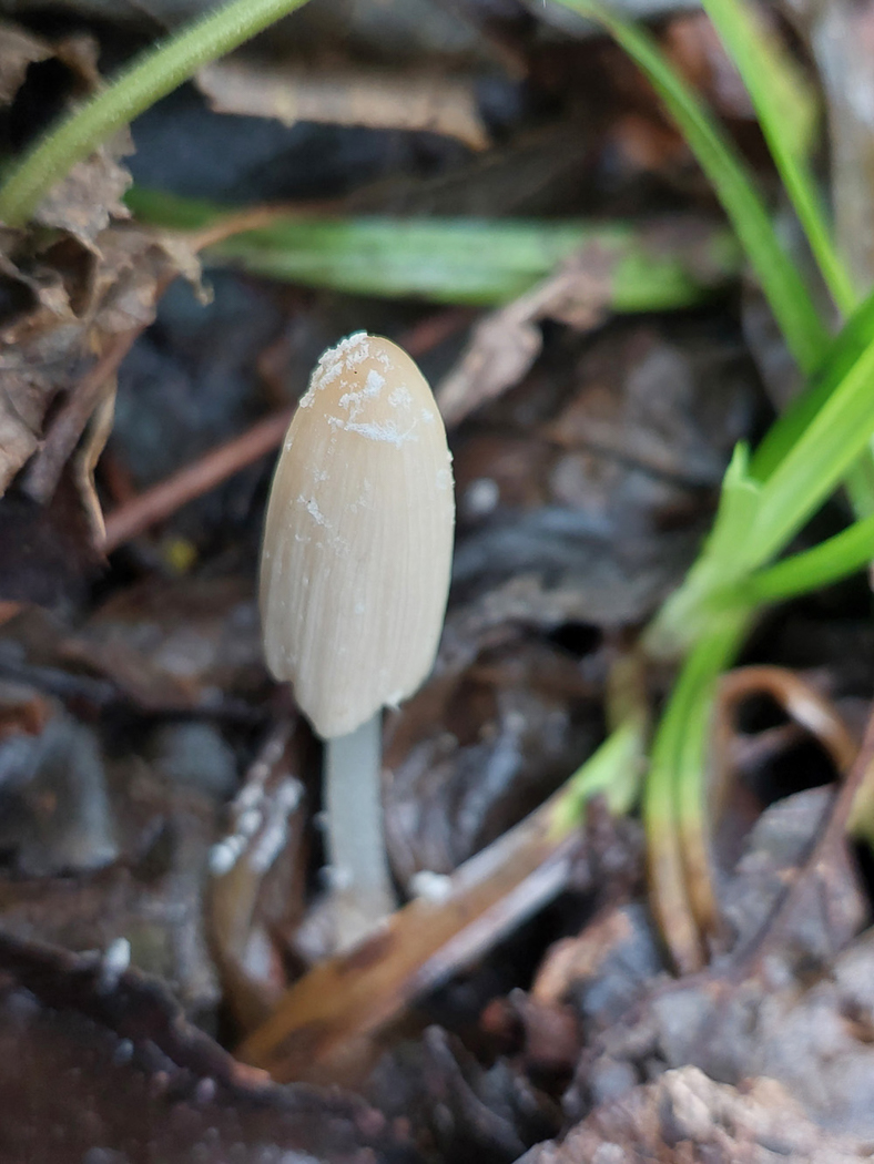 Photo © Jesper Launder Coprinellus cf. flocculosus by Jesper Launder